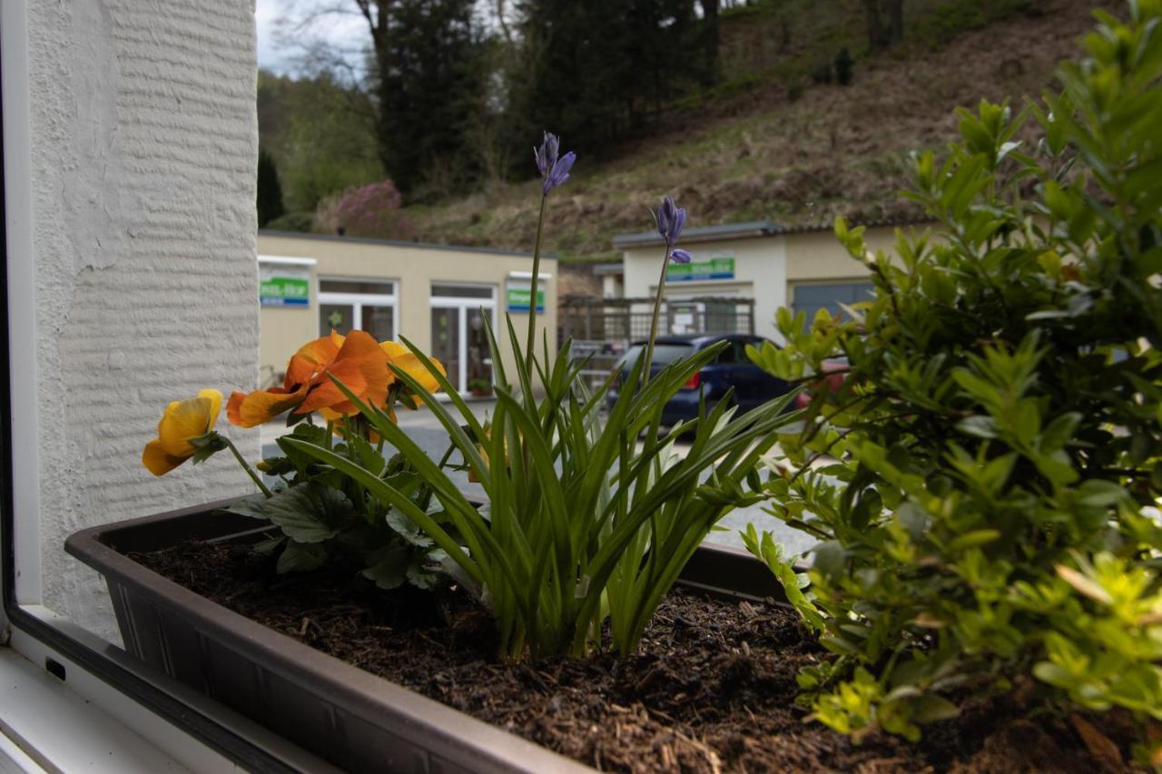 Pension Hoenel-Hof Bad Schandau Exteriör bild